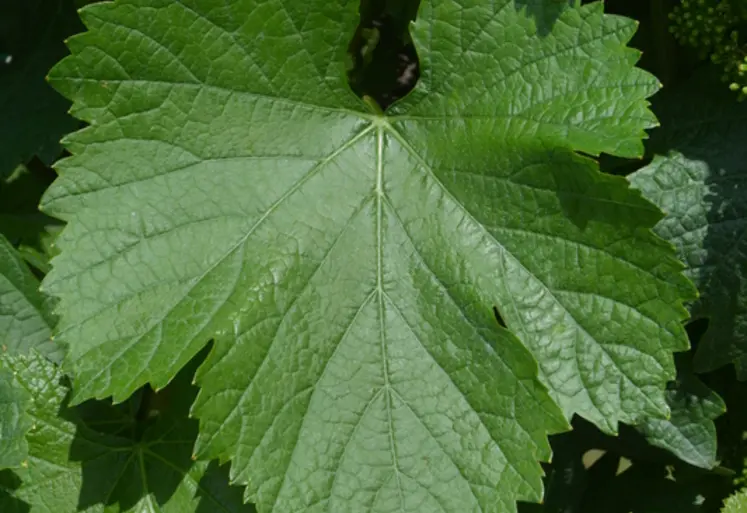 <em class="placeholder">feuille de variété de raisin de cuve volturnis</em>