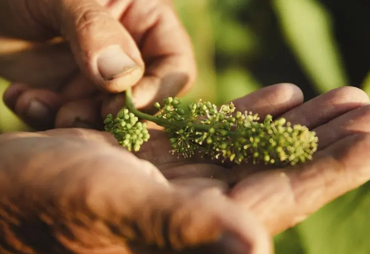 <em class="placeholder">fleur de vigne dans des mains</em>