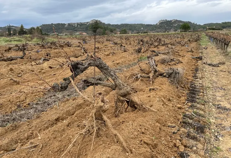<em class="placeholder">Parcelle de vignes de grenache venant juste d’être arrachée à l'aide l'une arracheuse.</em>