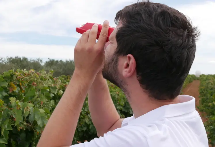 <em class="placeholder">Technicien viticole en train de réaliser un contrôle de maturité (taux de sucre) de baies de raisin après prélèvement d'échantillons dans une vigne.</em>