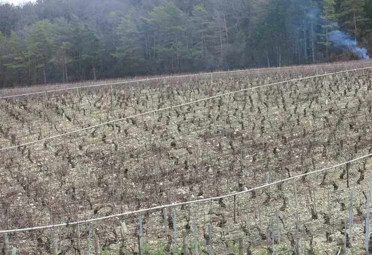 <em class="placeholder">Vigne aspergée</em>