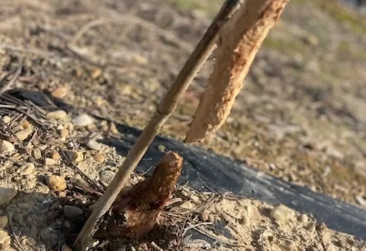 <em class="placeholder">pied de vigne rongé et sectionné par des lapins</em>