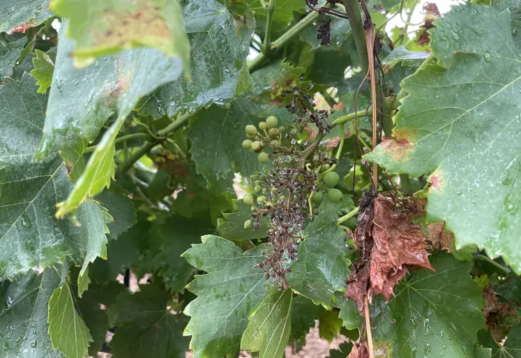Mildiou sur vigne