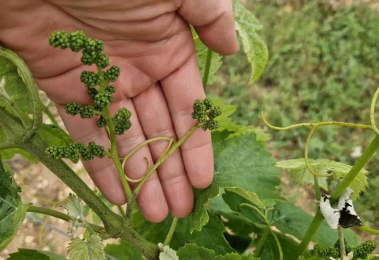 <em class="placeholder">Filage d'une grappe de raisin</em>