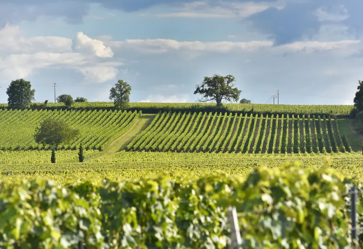<em class="placeholder">Viticulture charentaise. Vignoble du Cognaçais. Vigne de cépage Ugni Blanc pour la production de cognac. raisin blanc. grains. pied de vigne et piquet métallique pour le ...</em>
