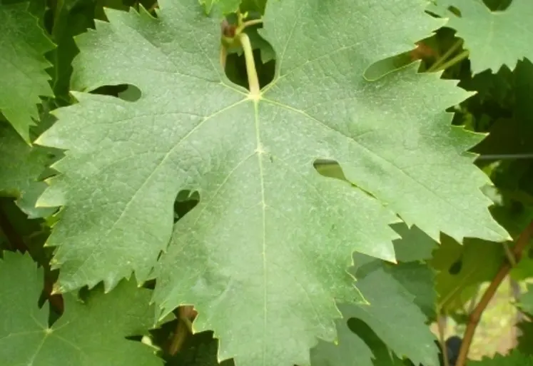 <em class="placeholder">Feuille de montepulciano</em>