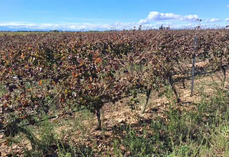 <em class="placeholder">vignes touchées par Jacobiasca lybica</em>