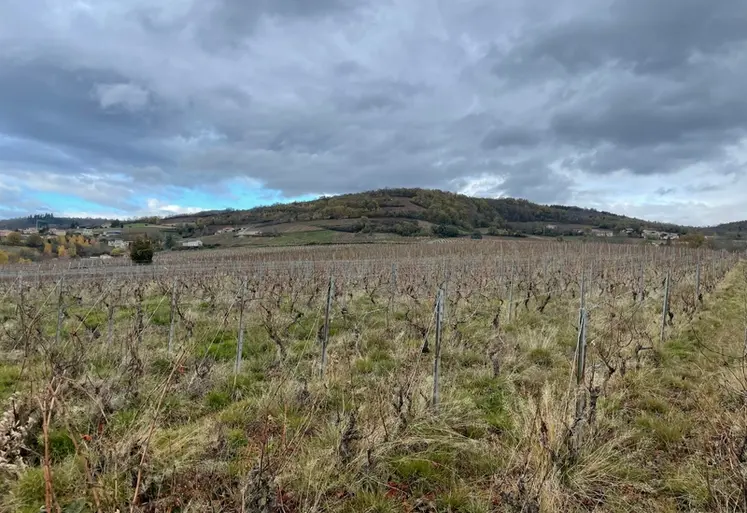 <em class="placeholder">Paysage de vignes dans le beaujolais, vers Lantignié, dans le Rhône, le 4 décembre 2023</em>