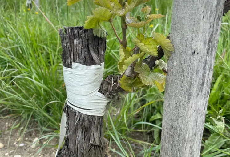 <em class="placeholder">Cep de vigne surgreffé</em>