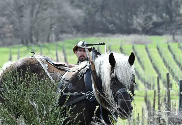 <em class="placeholder">Oscar Wohleber, prestataire de services à cheval, vigneron et salarié viticole à Andlau dans le Bas-Rhin, avec John, son cheval comtois</em>