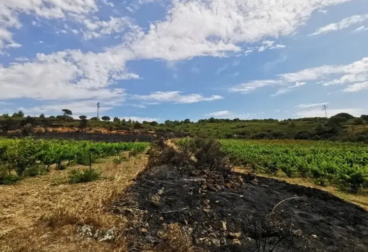 <em class="placeholder">traces de feu proche de parcelles de vigne</em>