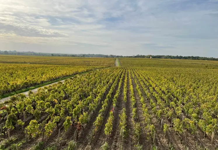 <em class="placeholder">Château Pontet-Canet, à Pauillac, en Gironde, en octobre 2022. Médoc, bordeaux, bordelais, grand cru classé, biodynamie, paysage vigne, paysage viticole, vigne médoc</em>