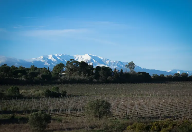 Vignoble des Pyrénées-Orientales