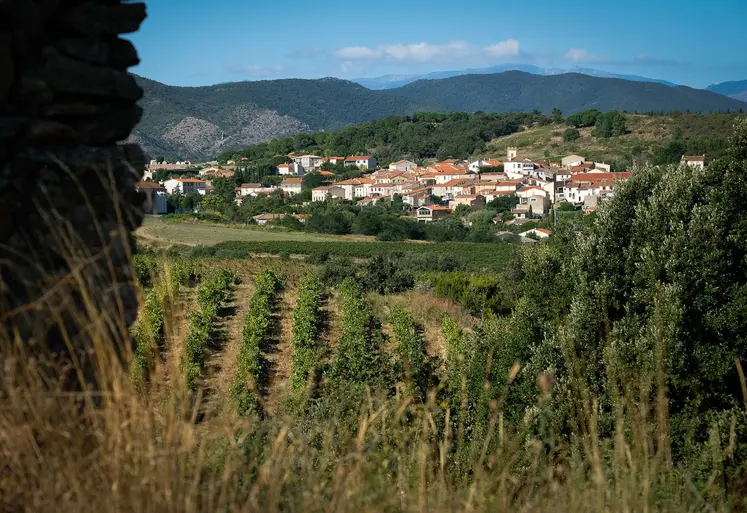 Vignoble des Pyrénées-Orientales.
