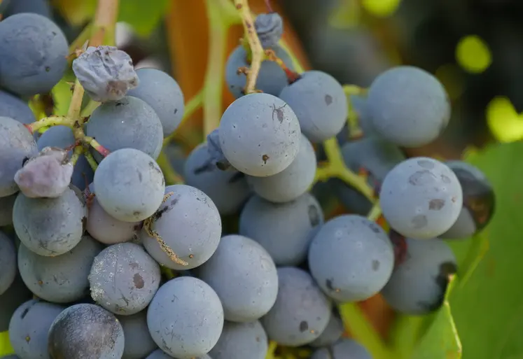 Botrytis sur grappe de raisin.