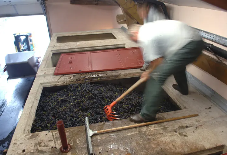 <em class="placeholder">Vigne / réception de la vendange / remplissage d'une cuve béton avec les raisins récoltés / raisins noirs / cépage Gamay / salarié agricole / Beaujolais</em>