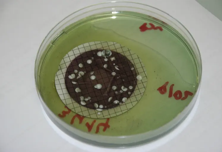 <em class="placeholder">culture de Brettanomyces bruxellensis en boîte de Pétri</em>