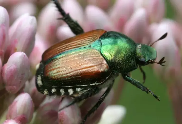 <em class="placeholder">Scarabée Popillia japonica</em>