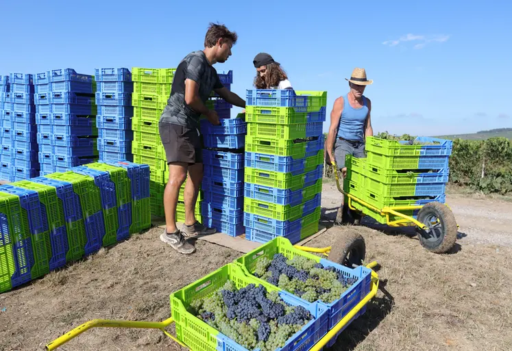 <em class="placeholder">Vendanges en Champagne avec des petites caisses de 15 kg. Les raisins sont ainsi moins ecrases et cela limite egalement l oxydation des jus, mais augmente les manipulations ...</em>