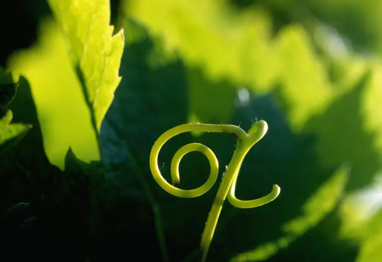 <em class="placeholder">Vrille  de vigne . Symbolique de la viticulture , couleur verte du végétal , sculpture végétale naturelle .</em>