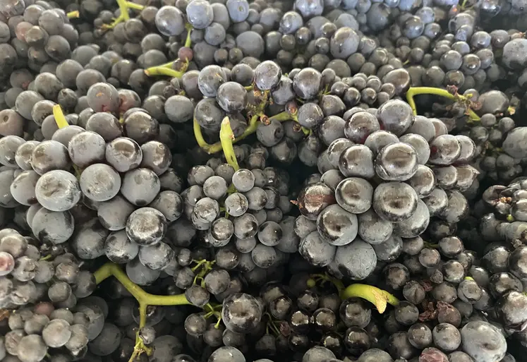 Grappes de raisin vendangées.