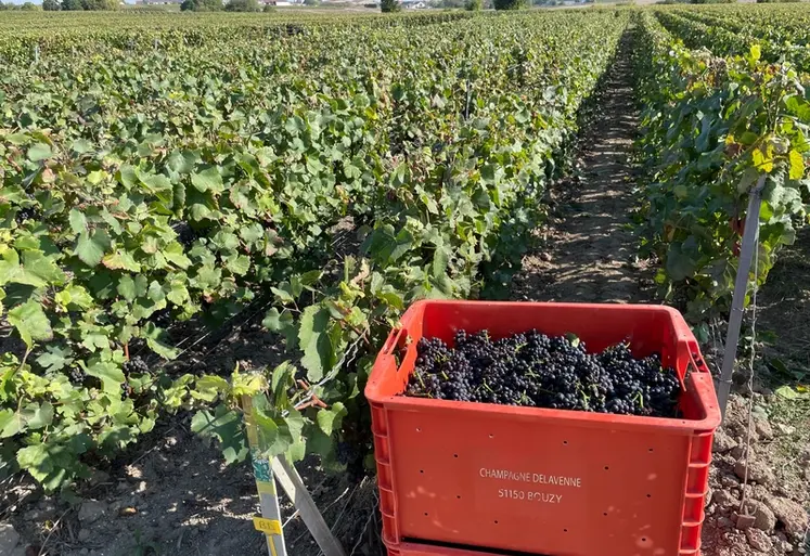 <em class="placeholder">Vendange en champagne, caisses 2024</em>