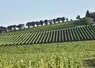 Vignoble du Bergeracois. paysage viticole dans la région de Bergerac. vignes. vigne.