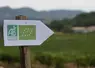 Après plusieurs années de forte croissance, la viticulture biologique voit les entrées en conversions diminuer en 2022. 