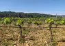 Installation d'irrigation dans des vignes en Occitanie.