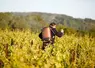 Vigneron en biodynamie dans le vignoble de Champagne en Marne preparant et pulverisant une preparation biodynamique de valeriane et de silice dans ses vignes. 
