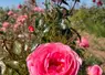 La rose Comtesse Liger-Belair sera disponible à l'automne 2024.