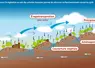 Graphique : Cycle de l'eauRestaurer la végétation au sein des activités humaines permet de retrouver un fonctionnement normal du cycle