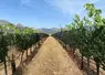 Le Centre de recherche viticole de Corse (CRVI) teste depuis plusieurs années des filets d'ombrage pour protéger le sciaccarellu du flétrissement auquel il est très ...