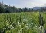 Planter des vignes en gobelet et introduire des engrais verts en interrang sont deux leviers permettant de lutter contre la sécheresse.