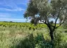 Franck Mousset a commencé à planter des oliviers en bordure de vigne il y a une vingtaine d'années.