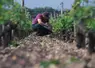 Vigne / épamprage / bordelais / viticulteur au travail dans les vignes