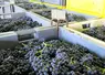 Vendanges manuelles de raisins rouges et blancs à la cave coopérative vinicole la Goutte d'or, à Vertus dans la Marne, vendanges 2015, champagne, congrès Cnaoc, récolte