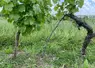 Le marcottage permet de créer un nouveau plant très rapidement, un argument qui séduit certains viticulteurs.