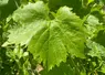 Les feuilles adultes ont des sinus latéraux peu profonds, des dents ogivales et un limbe glabre.