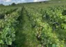 Vendanges dans la Marne