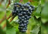 <em class="placeholder">Grappe de raisin de la variété merlot khorus.</em>