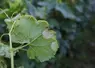 Feuille de vigne colonisée par le mildiou de la vigne