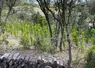 <em class="placeholder">Parcelle de vigne avec arbres à la Colline des Louves</em>