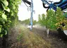 <em class="placeholder">Viticulture. Traitement dans les vignes. Pulvérisateur Berthoud. rampe AB-Most protection du vignoble. Utilisation de produits phytosanitaires. application de pesticides. ...</em>