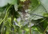 <em class="placeholder">Viticulture . Maladies de la vigne . symptômes de mildiou sur feuilles et grappes en début floraison dans le vignoble de Champagne .</em>