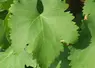 <em class="placeholder">Les vrilles du negroamaro sont de couleur vert clair et les feuilles rougissent totalement à l&#039;automne.</em>