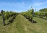 <em class="placeholder">Cerfrance Poitou-Charentes synthétise les données d&#039;une centaine d&#039;exploitations du vignoble cognaçais pour élaborer une veille économique &amp; prospective annuelle.</em>