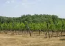 <em class="placeholder">Vignes du château Haut-de-Lerm à St Martin de Lerm en Gironde</em>