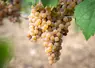 <em class="placeholder">Grappe de calardis blanc.</em>