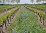 <em class="placeholder">Viticulture. Vigne enherbée. vesce, phacélie et moutarde un rang sur deux. Engrais vert. enherbement</em>
